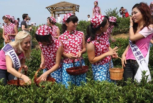 国际旅游小姐佳丽在茶山采茶