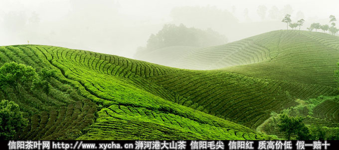 河南信阳毛尖茶产业发展慨况