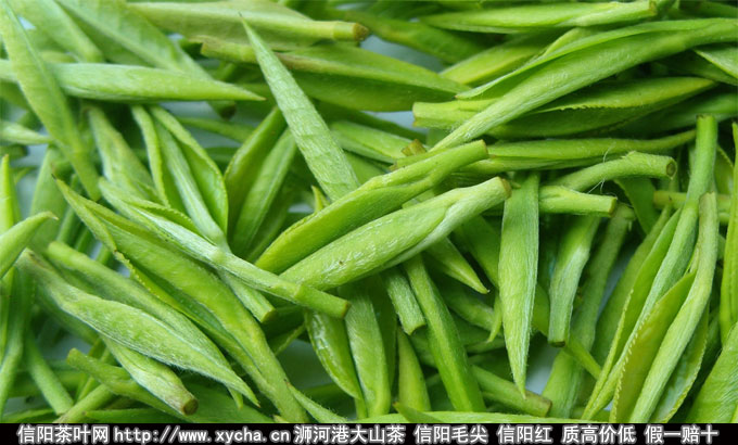 信阳毛尖属于哪个茶叶品种那类茶图片