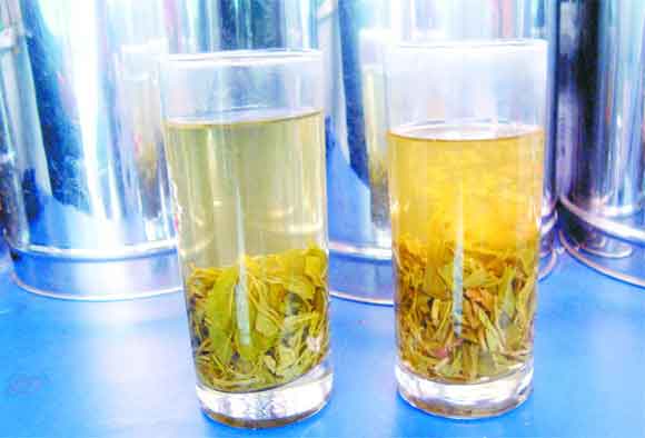 日照绿茶鉴别真假