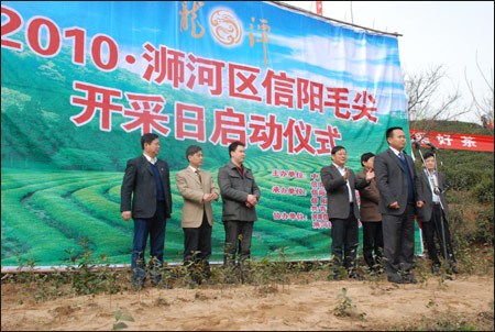 2011信阳毛尖新茶