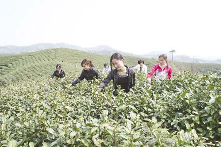 信阳毛尖茶工荒急缺采茶女