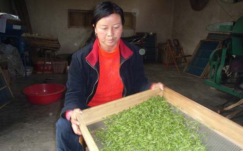 信阳毛尖茶工荒急缺采茶女