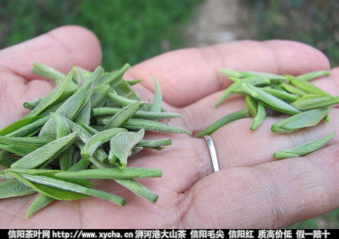 信阳毛尖的功效与作用让人震撼 信阳毛尖的功效与作用