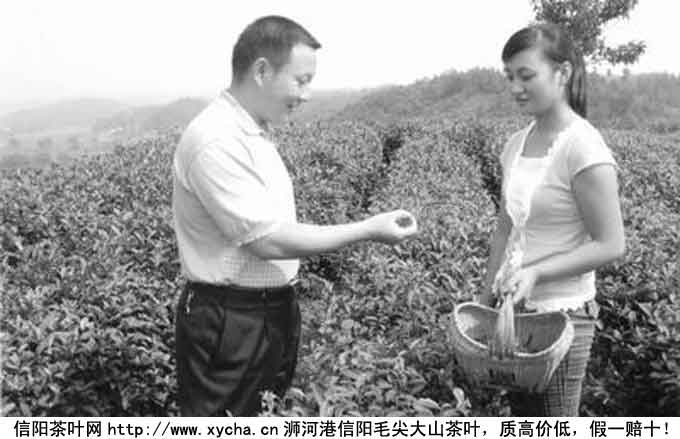 文新茶叶