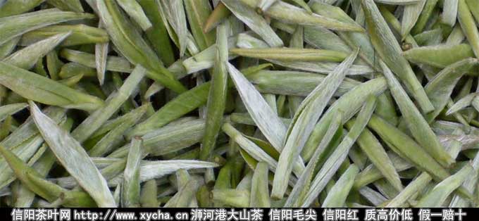 信阳毛尖小混蛋|信阳毛尖小混淡