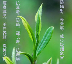 信阳毛尖的功效与作用让人震撼
