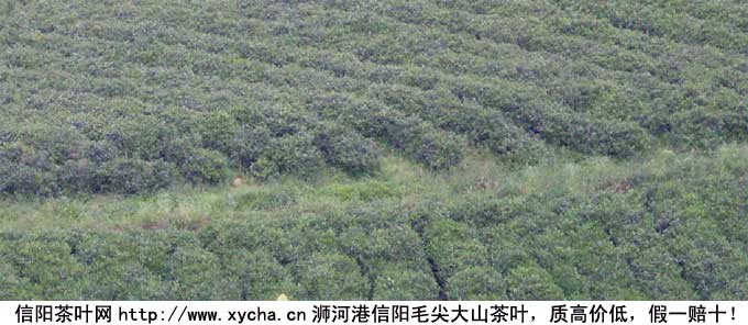 2011年信阳毛尖春茶上市