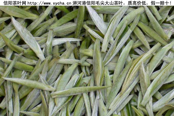 信阳毛尖是什么茶