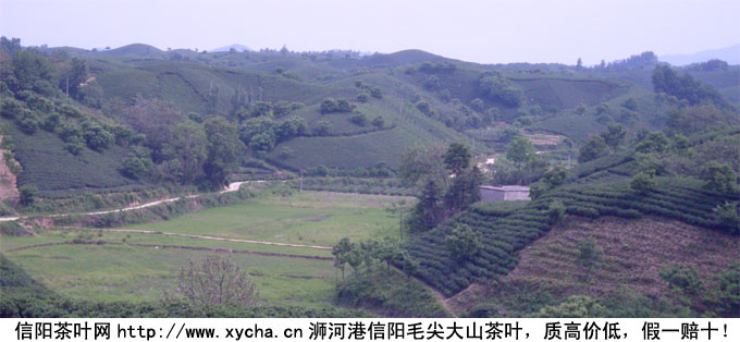 信阳毛尖怎么样