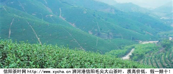 茶叶分类依据是什么