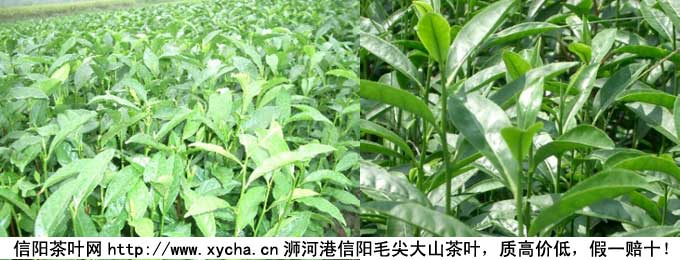 川茶品牌不愿冒充外地名茶