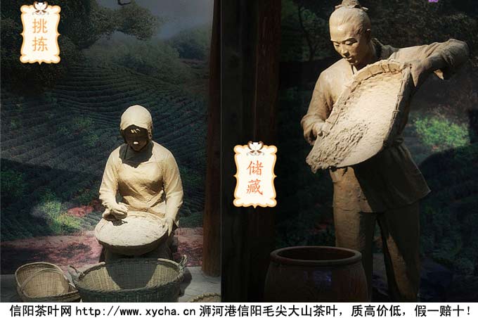 信阳毛尖手工炒制茶加工工艺