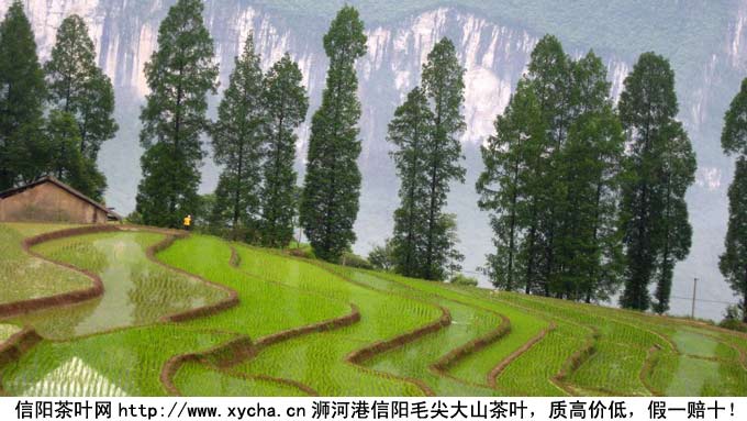 卖茶叶的利润