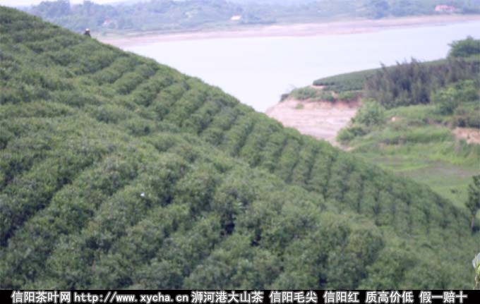 信阳毛尖牌茶叶价格
