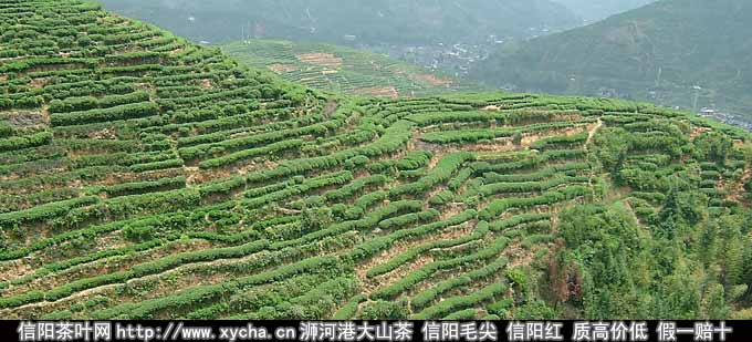 信阳茶山缺水茶芽不长信阳茶农等人工降雨