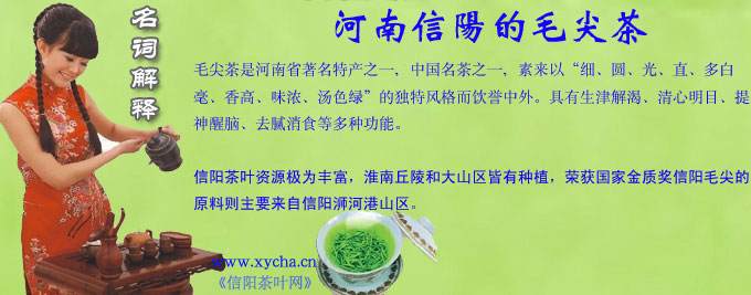 河南信阳的毛尖茶
