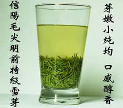 信阳毛尖是什么茶_信阳毛尖是绿茶吗？