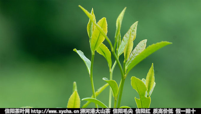 有机茶标准