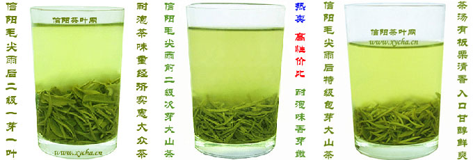 毛尖茶有什么好处|常喝毛尖茶有好处吗