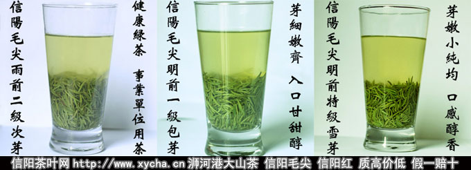 信阳毛尖春茶营养成分和品质