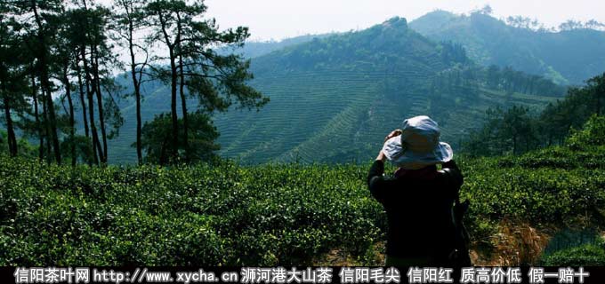 影响信阳毛尖品质和质量的四点要素介绍