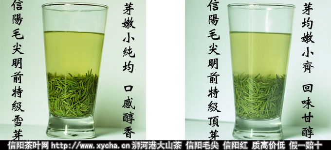 极品信阳毛尖图片