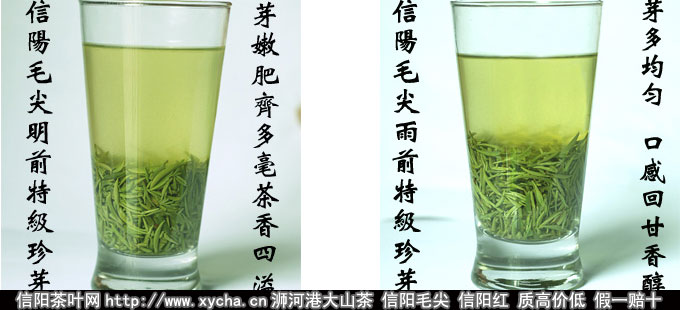 大山茶信阳毛尖茶汤图