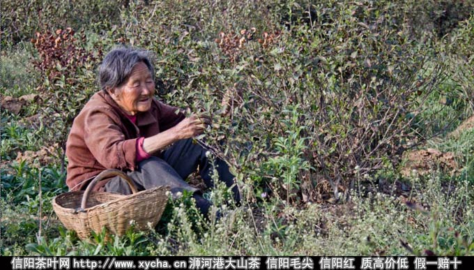 喝信阳毛尖可长寿