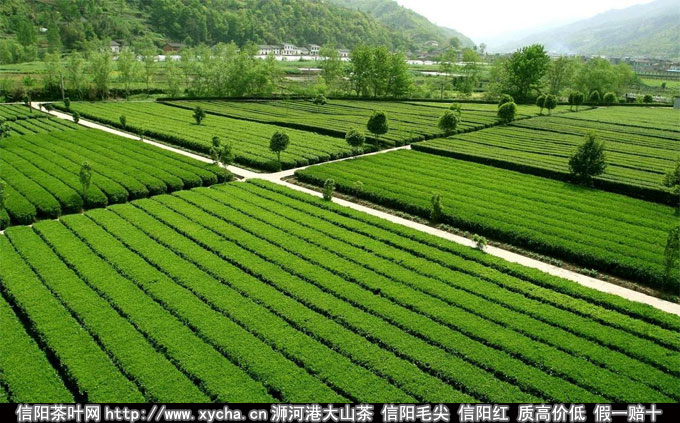中国美丽茶园摄影大赛