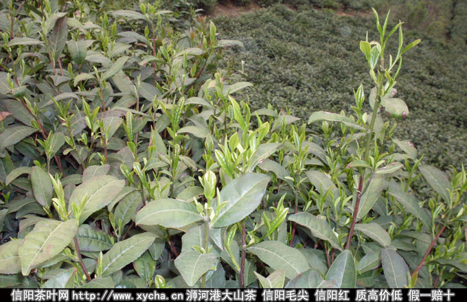 2014信阳采茶工招聘