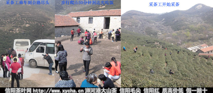 2013信阳毛尖明前茶采摘全过程