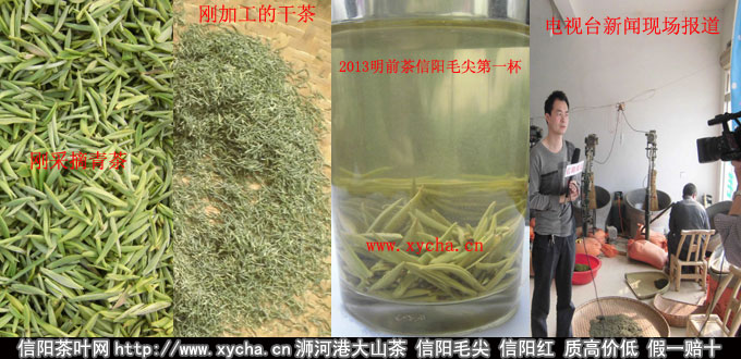 2013信阳毛尖明前茶第一杯加工到成品全过程