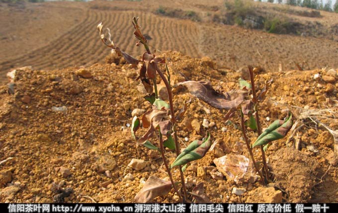 茶山茶园干旱缺水