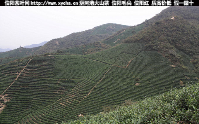 信阳毛尖栗子味板栗香