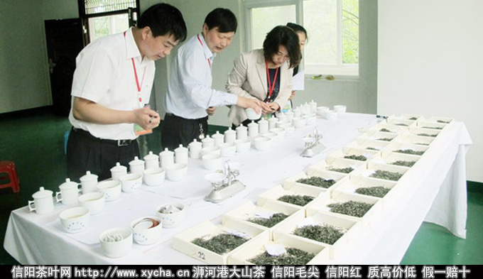 信阳毛尖手工炒茶
