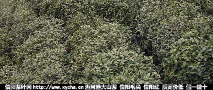 2014年信阳毛尖新茶上市时间表