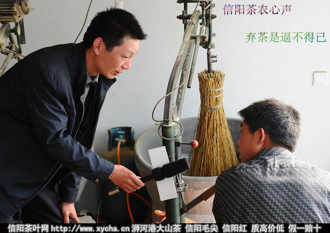 信阳毛尖茶农放弃种茶
