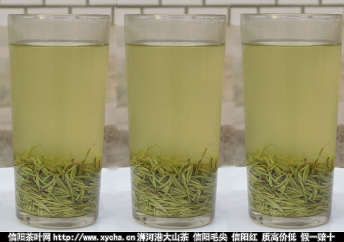 信阳毛尖春茶最忙季