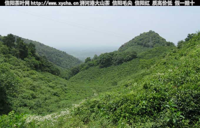 信阳市金河园茶业有限公司浉河牌信阳毛尖