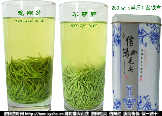 信阳毛尖泡出来的颜色发黄吗或汤色很浑浊(混)图片
