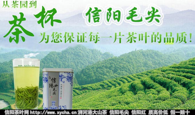 河南信阳五云山毛尖是指那几座山茶叶
