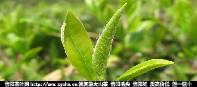 2017年信阳毛尖茶叶市场现状