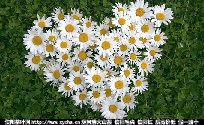 女人喝菊花茶有什么好处图片