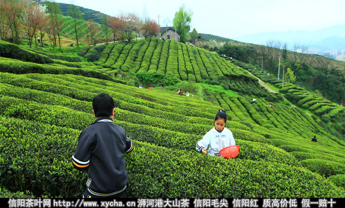 信阳采茶游与信阳自助自驾游推介茶山旅游图片