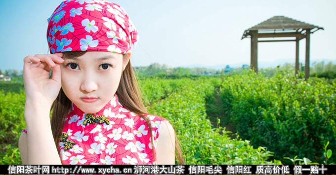 2012年信阳茶旅游