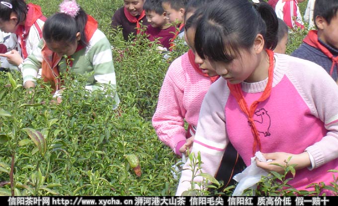 茶文化课 茶文化课感想