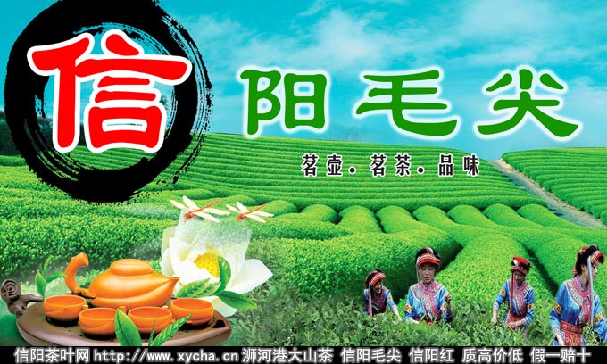 品味信阳毛尖