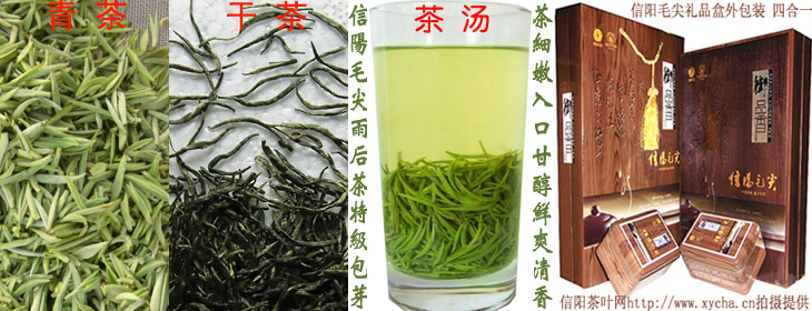 谷雨后信阳毛尖特级礼品茶纯芽图片