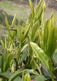 信阳毛尖茶树